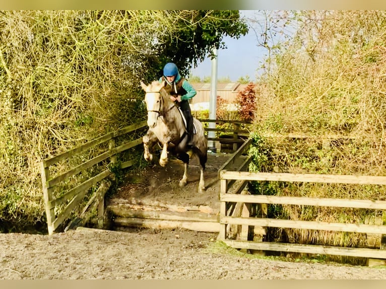 Irish Sport Horse Mare 4 years 15,3 hh Gray in Mountrath