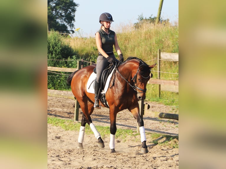 Irish Sport Horse Mix Mare 4 years 15.3 hh  in Uelsen