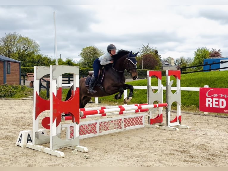 Irish Sport Horse Mare 4 years 15 hh Bay in Raheen, Co. Laois
