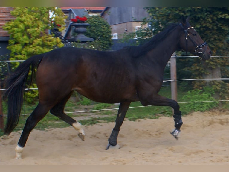 Irish Sport Horse Mare 4 years 15,2 hh Bay-Dark in Velpke Irish Sport Horse Mare 4 years 15,2 hh Bay-Dark in Velpke