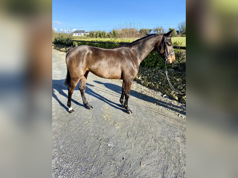 Irish Sport Horse Mare 4 years 15,2 hh Bay-Dark in Wexford
