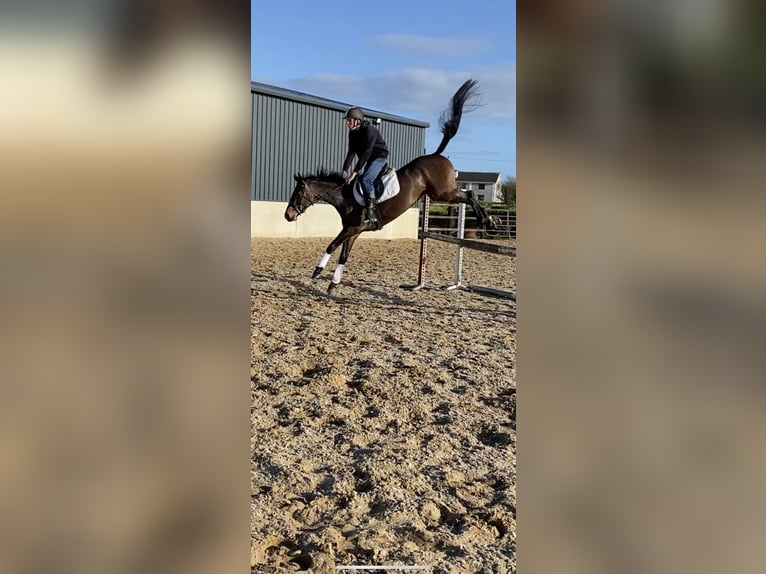Irish Sport Horse Mare 4 years 15,2 hh Bay-Dark in Wexford