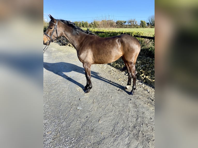 Irish Sport Horse Mare 4 years 15,2 hh Bay-Dark in Wexford