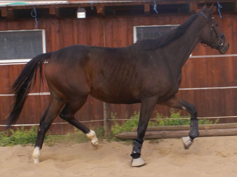 Irish Sport Horse Mare 4 years 15,2 hh Brown in Velpke