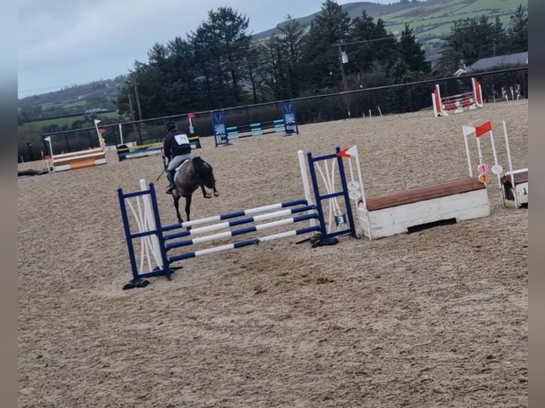 Irish Sport Horse Mix Mare 4 years 15,2 hh Grey in Clare