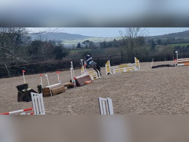 Irish Sport Horse Mix Mare 4 years 15,2 hh Grey in Clare