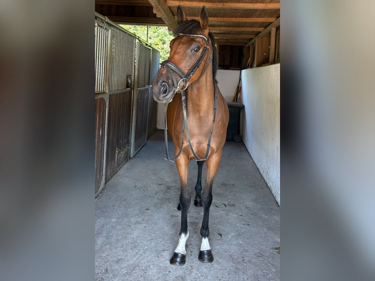 Irish Sport Horse Mare 4 years 15,3 hh Brown in Gummern