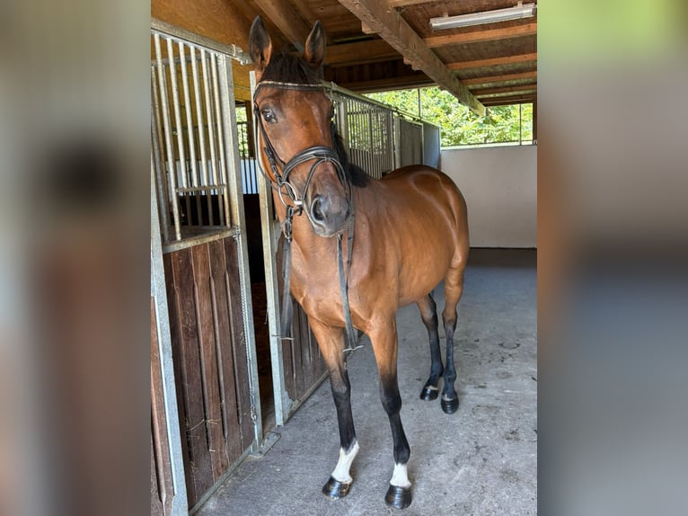 Irish Sport Horse Mare 4 years 15,3 hh Brown in Gummern