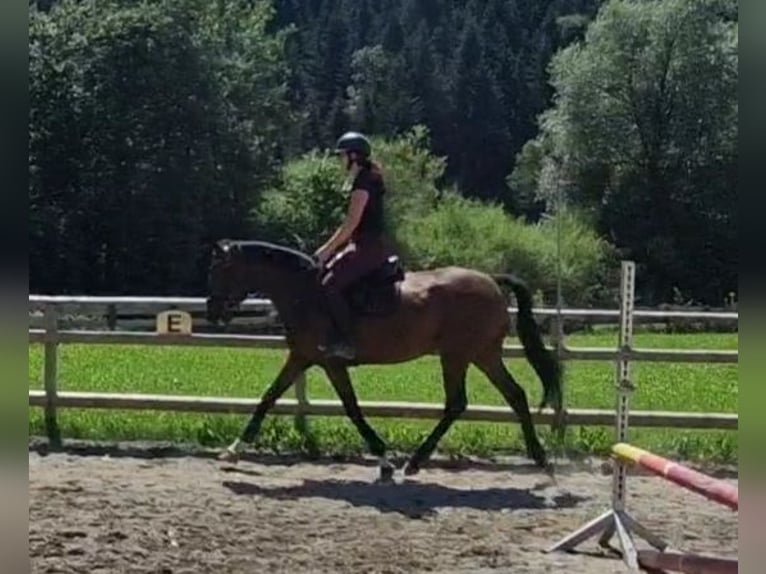 Irish Sport Horse Mare 4 years 15,3 hh Brown in Gummern