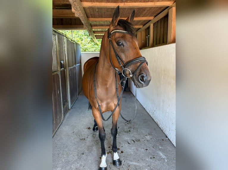Irish Sport Horse Mare 4 years 15,3 hh Brown in Gummern
