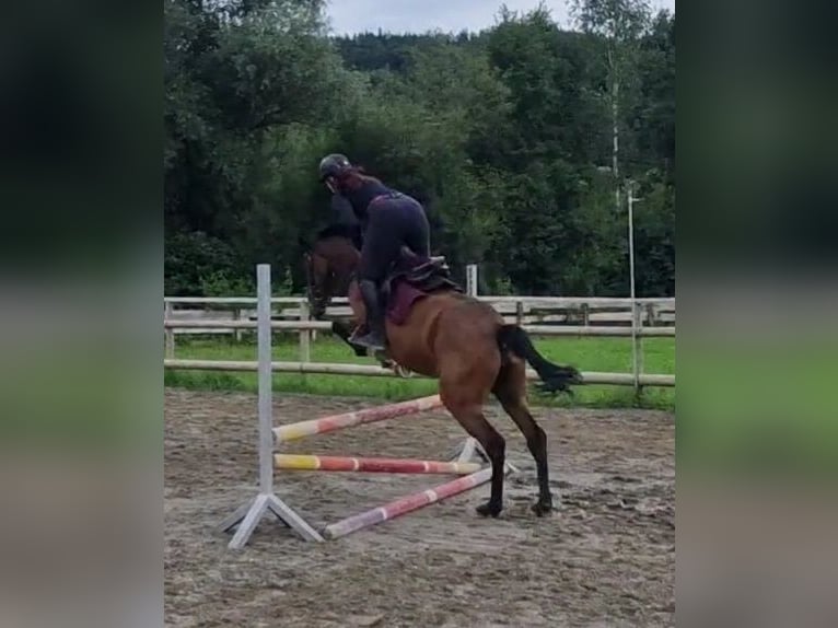 Irish Sport Horse Mare 4 years 15,3 hh Brown in Gummern