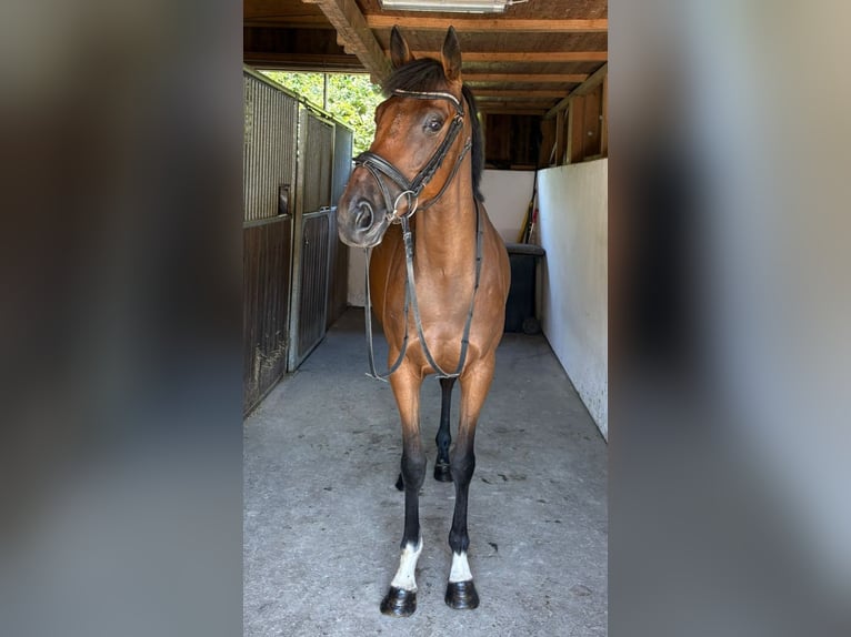 Irish Sport Horse Mare 4 years 15,3 hh Brown in Gummern