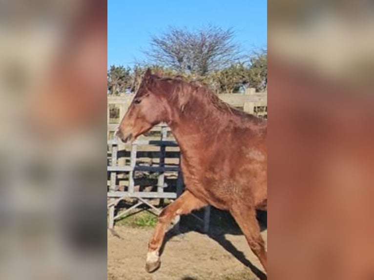 Irish Sport Horse Mare 4 years 15,3 hh Chestnut in Enniscorthy