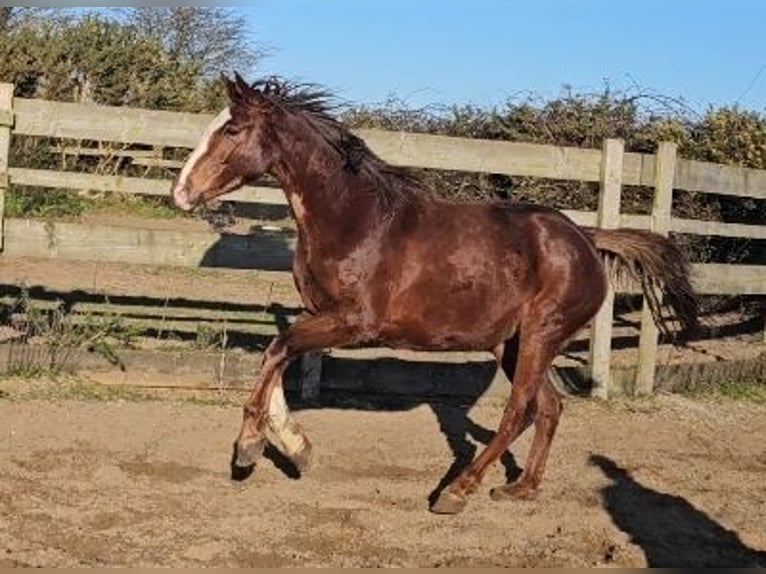 Irish Sport Horse Mare 4 years 16.1 hh Chestnut in Enniscorthy