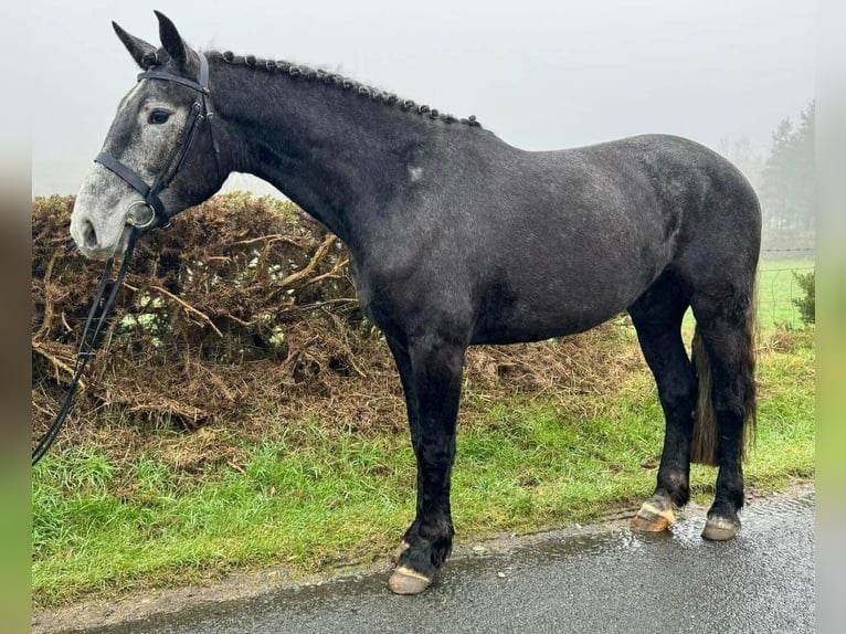 Irish Sport Horse Mare 4 years 16,1 hh Gray in Dundalk
