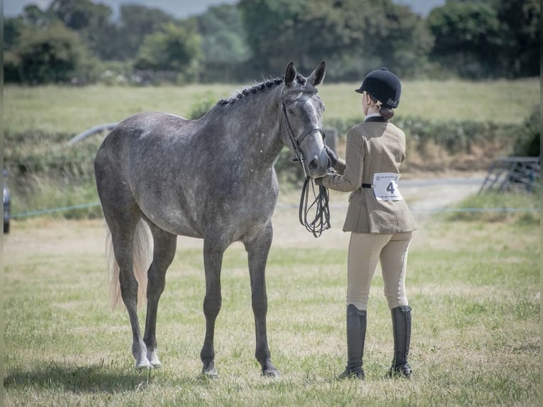 Irish Sport Horse Mare 4 years 16,1 hh Gray in Athenry