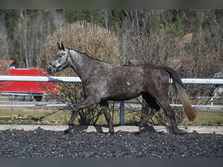 Irish Sport Horse Mare 4 years 16.2 hh Can be white in Bayrischzell