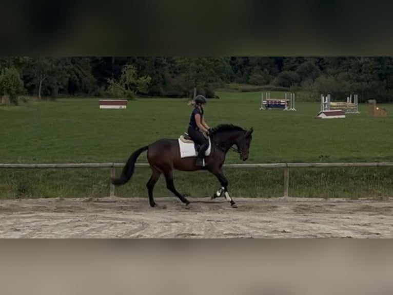 Irish Sport Horse Mare 4 years 16.2 hh Smoky-Black in Pähl