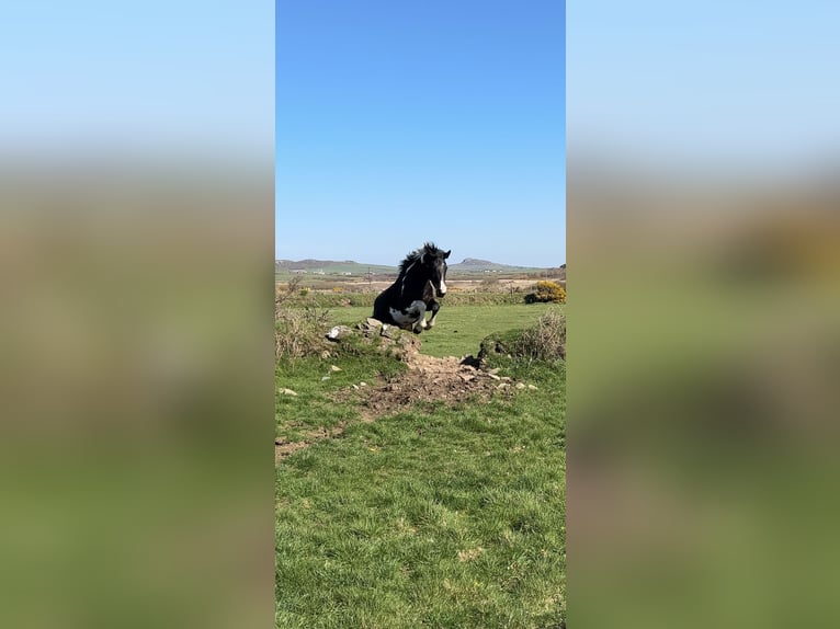 Irish Sport Horse Mare 4 years 16.3 hh Pinto in Pembrokeshire