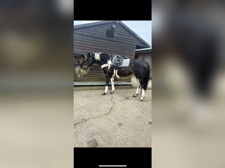 Irish Sport Horse Mare 4 years 16.3 hh Pinto in Pembrokeshire