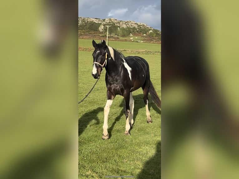 Irish Sport Horse Mare 4 years 16.3 hh Pinto in Pembrokeshire
