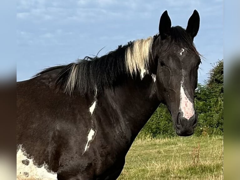 Irish Sport Horse Mare 4 years 16.3 hh Pinto in Pembrokeshire