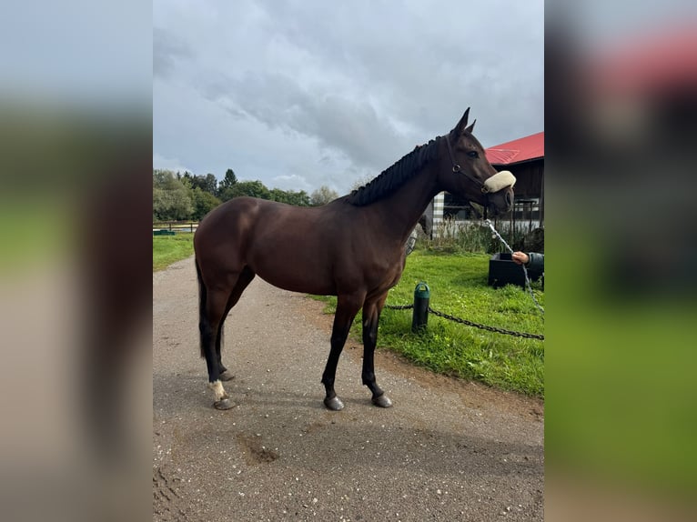 Irish Sport Horse Mare 4 years 16 hh Bay-Dark in Klagenfurt