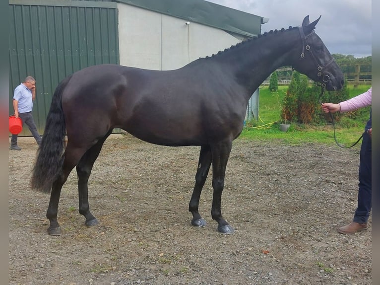 Irish Sport Horse Mare 4 years 16 hh Black in Swinford