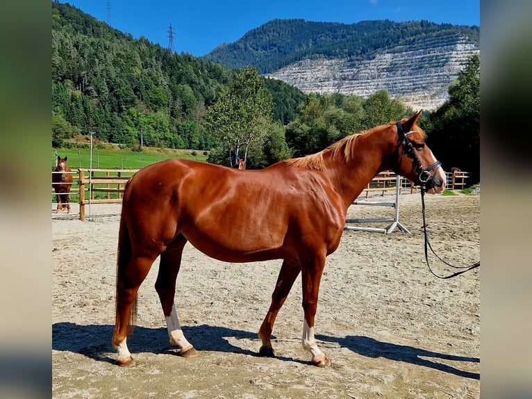 Irish Sport Horse Mare 4 years 16 hh Chestnut-Red in Gummern