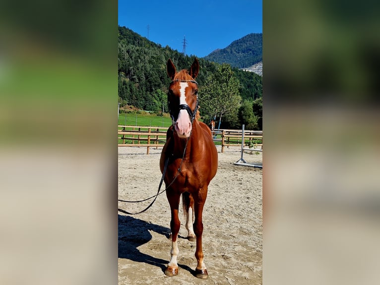 Irish Sport Horse Mare 4 years 16 hh Chestnut-Red in Gummern