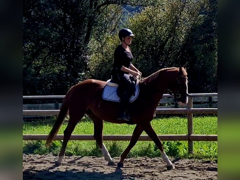 Irish Sport Horse Mare 4 years 16 hh Chestnut-Red in Gummern