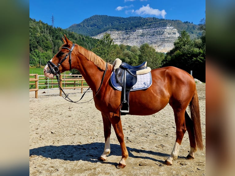 Irish Sport Horse Mare 4 years 16 hh Chestnut-Red in Gummern