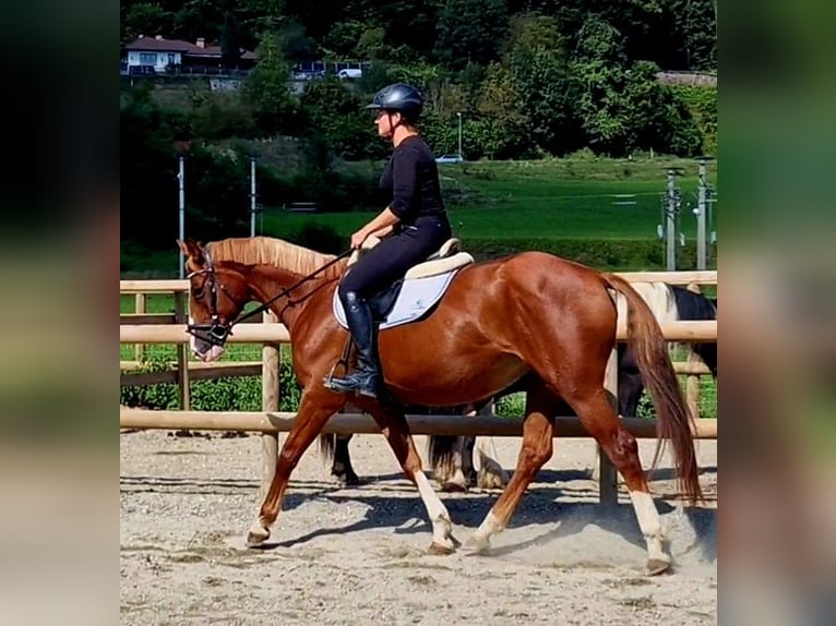 Irish Sport Horse Mare 4 years 16 hh Chestnut-Red in Gummern