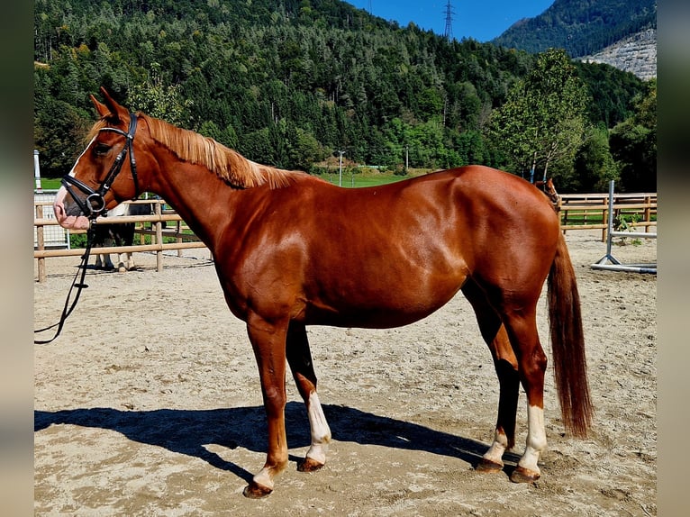 Irish Sport Horse Mare 4 years 16 hh Chestnut-Red in Gummern