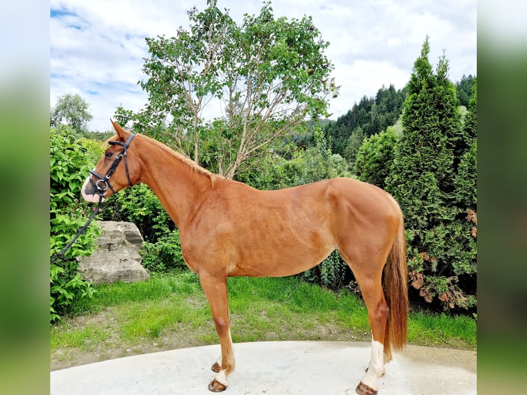 Irish Sport Horse Mare 4 years 16 hh Chestnut-Red in Gummern