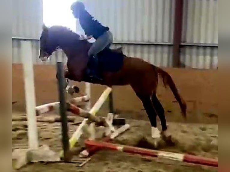 Irish Sport Horse Mare 4 years 16 hh Chestnut-Red in Gummern