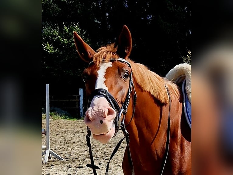 Irish Sport Horse Mare 4 years 16 hh Chestnut-Red in Gummern