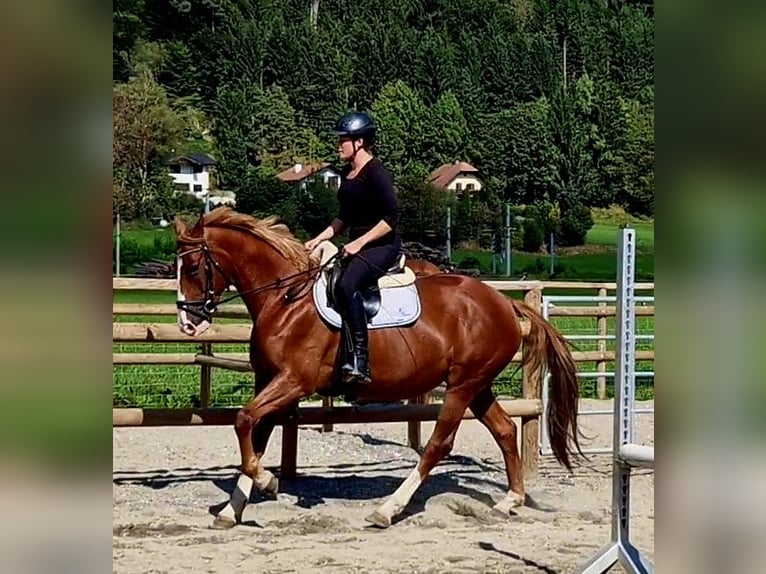 Irish Sport Horse Mare 4 years 16 hh Chestnut-Red in Gummern