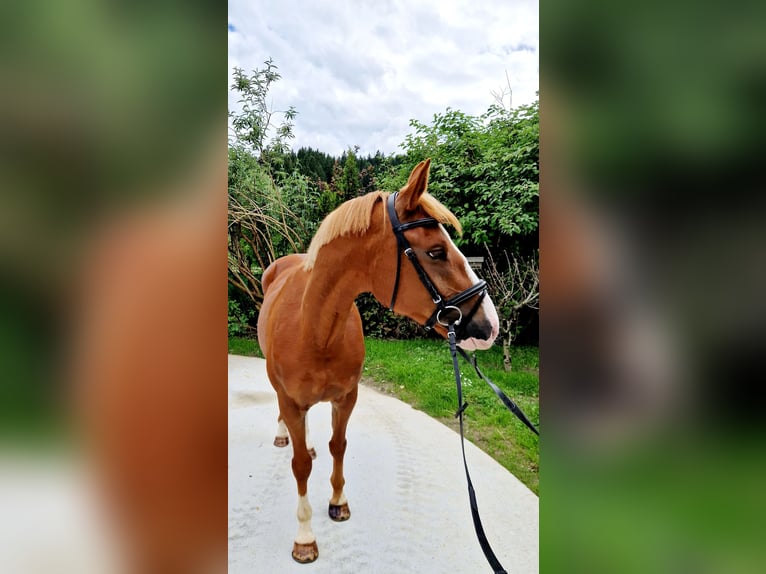 Irish Sport Horse Mare 4 years 16 hh Chestnut-Red in Gummern