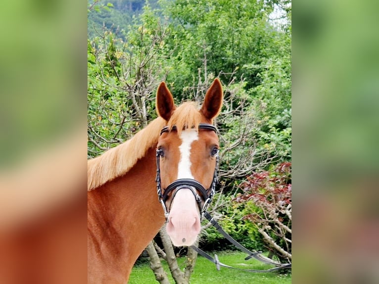 Irish Sport Horse Mare 4 years 16 hh Chestnut-Red in Gummern