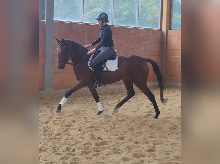 Irish Sport Horse Mare 4 years 16,1 hh Brown in Lage