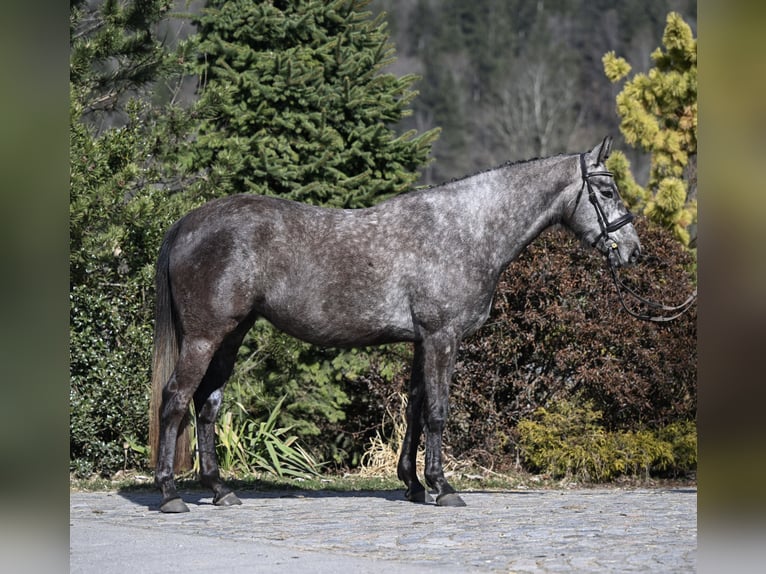 Irish Sport Horse Mare 4 years 16,2 hh Can be white in Bayrischzell