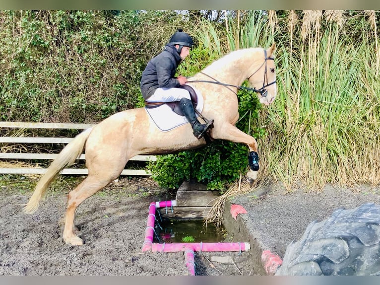 Irish Sport Horse Mare 4 years 16,3 hh Palomino in Mountrath