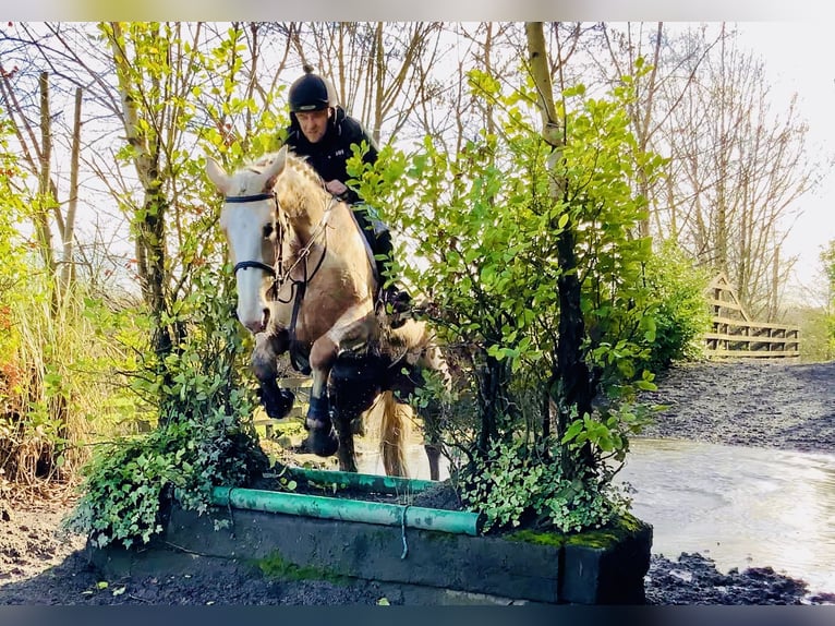 Irish Sport Horse Mare 4 years 16,3 hh Palomino in Mountrath