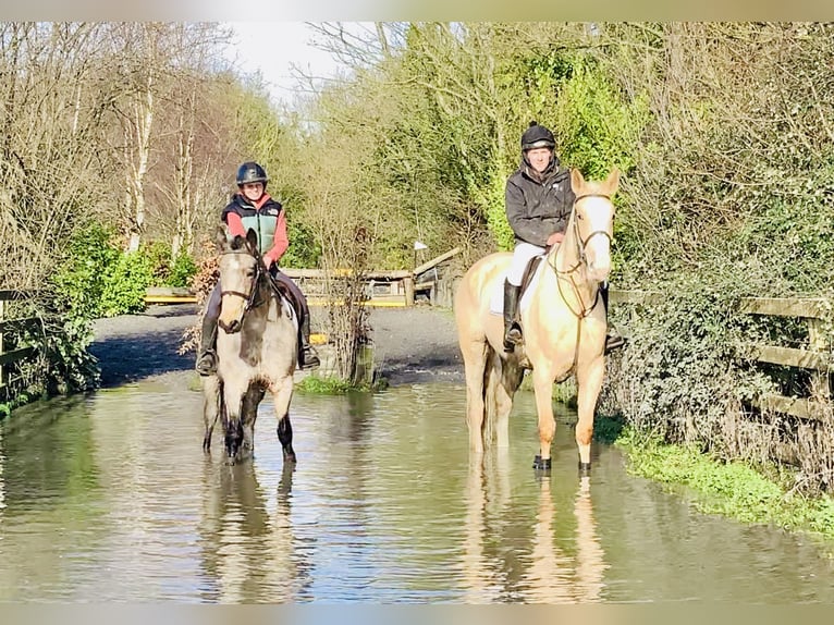 Irish Sport Horse Mare 4 years 16,3 hh Palomino in Mountrath
