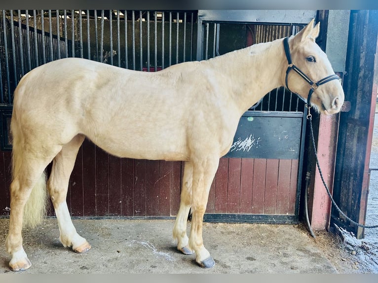 Irish Sport Horse Mare 4 years 16,3 hh Palomino in Mountrath
