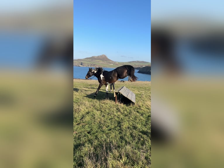 Irish Sport Horse Mare 4 years 16,3 hh Pinto in Pembrokeshire