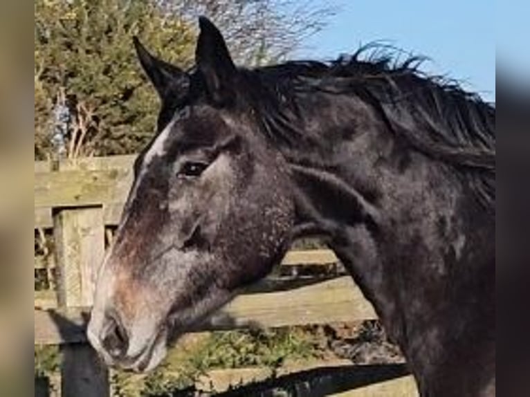 Irish Sport Horse Mare 4 years 17.1 hh Grey in Enniscorthy
