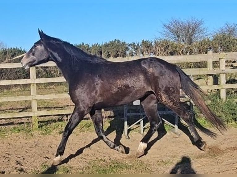 Irish Sport Horse Mare 4 years 17,1 hh Grey in Enniscorthy