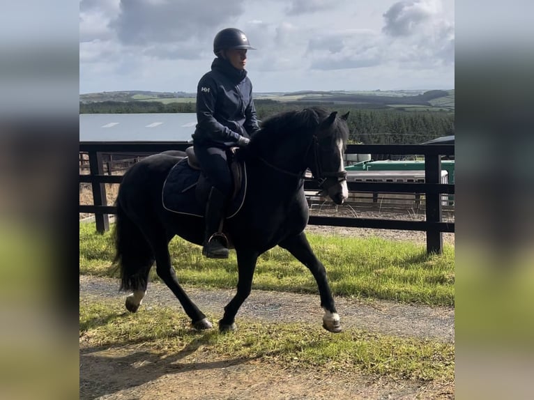 Irish Sport Horse Mix Mare 5 years 13,2 hh Brown in Cork